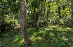 LOTS 83-84 ORIOLE CT, FRONT ROYAL, VA 22630