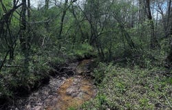 337+/- ac Ga Highway 0137, Buena Vista, GA 31803