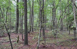 Rosston, AR 71858