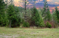 13756 BUCKHORN RD, Glide, OR 97443