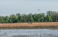 1962 acres Upper Lockhart Road, Cord, AR 72524