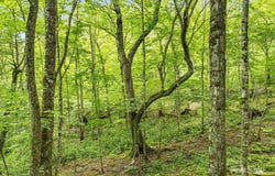 65 Bee Tree Lane, Mars Hill, NC 28754
