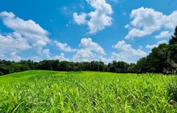 81 Shearer Cemetery Ln, Columbia, KY 42728
