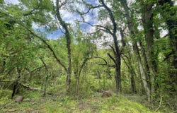 Lot 9 Adams Street, Cherokee, AL 35616