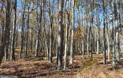 181 E ALPINE DR, TERRA ALTA, WV 26764