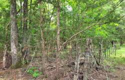 Tbd CR 3145, Clarksville, TX 75426