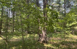 Cedar Hedge Tr, Interlochen, MI 49643