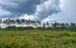 T-2 Highway 127, Trout, LA 71371