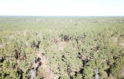 FM 770, Kountze, TX 77625