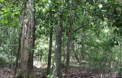 00 Pinola Braxton Road, Braxton, MS 39044