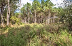 Wolf Road, Pittsburg, TX 75686