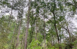FM 1475, Lufkin, TX 75901
