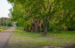 3.32+/- Acres County Road 515, New Brockton, AL 36323