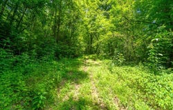 Indian Flats Dr, Sylva, NC 28779