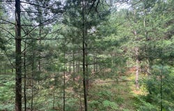 RIDGEWOOD DR lot: #288, Minocqua, WI 54548