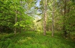 L22.22 Mud Rd, Laurens, NY 13825