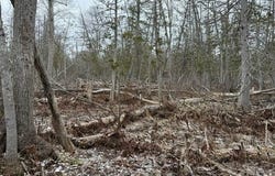 000 PIONEER ROAD, HOMESTEAD TWP, MI 49640