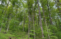 000 Post Hollow Road, Millport, PA 16748
