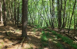 River Rd WP Lot 1, clarion, PA 16214