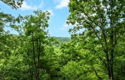 193 Alm, Ellijay, GA 30540