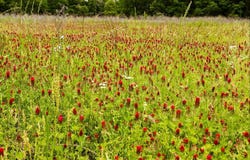 540 Vz County Road 2916, Eustace, TX 75124