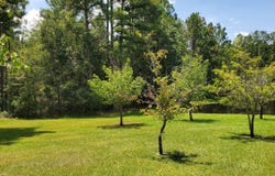 0 Forest Creek, Swainsboro, GA 30401