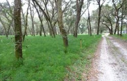 610 BURNSED ROAD, PIERSON, FL 32180