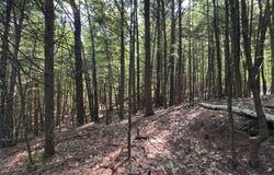 Windfall Road, Northfield, NH 03276
