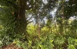 Carr. 351 BO. RÍO CAÑAS, MAYAGUEZ, 00680