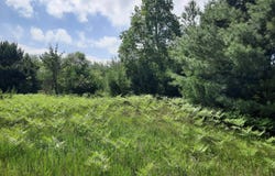 19.5 Acres 9 Mile Road, Kaleva, MI 49645