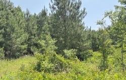 Lot 24 Buckhorn Church Road, Como, NC 27818