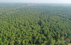 Planer Mill Rd, DeRidder, LA 70634