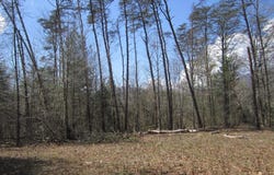 5 Logan Place, Nellysford, VA 22958