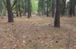 2045 Red Bluff Trail, Quincy, CA 95971-1212