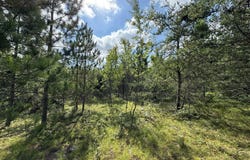 10320 Upper Mograin Road, Cheboygan, MI 49721