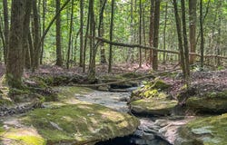 Willie Boyatt Rd, Oneida, TN 37841