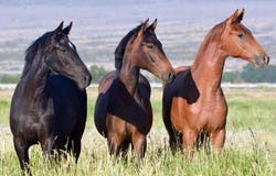 742 NM-408 Pembroke Farm,Polvadera, Polvadera, NM 87828