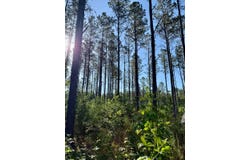 2975 MS-393, Louisville, MS 39339