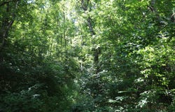 1-A Dog Walk Road, Carlisle, KY 40311