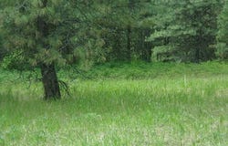 X12X HOAG RD, VALLEY, WA 99181