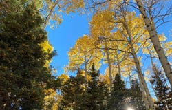 191 Aspen Trail, Cimarron, CO 81220