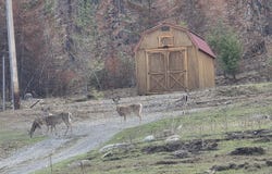 2433B WIDOW RD, COLVILLE, WA 99114