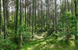 S Bean Road, Magnolia, MS 39652