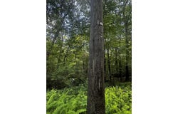 Lustig Road, Ashford, CT 06278