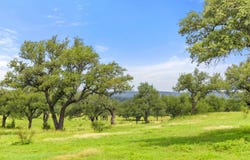 9069-47 Ranch Road 1323, Fredericksburg, TX 78624