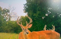 Dillon Hollow, Scottown, OH 45678