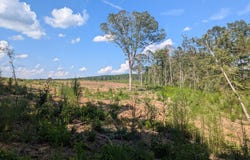 TBD CR 142 N, San Augustine, TX 75972