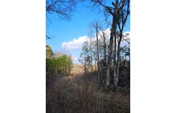 Hwy 35, Collins, MS 39428