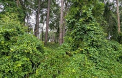 SE 1ST Avenue, Keystone Heights, FL 32656