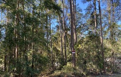125 E Boundary Drive, Georgetown, FL 32139
